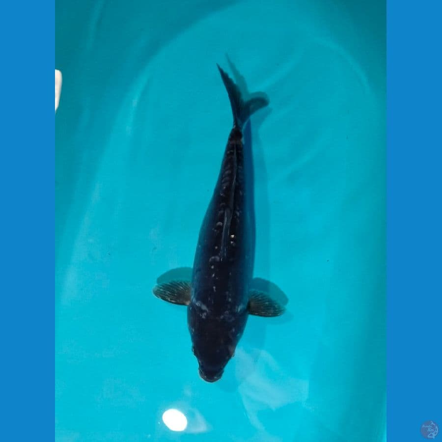 jumbo ~ hajiro doitsu 45 bu