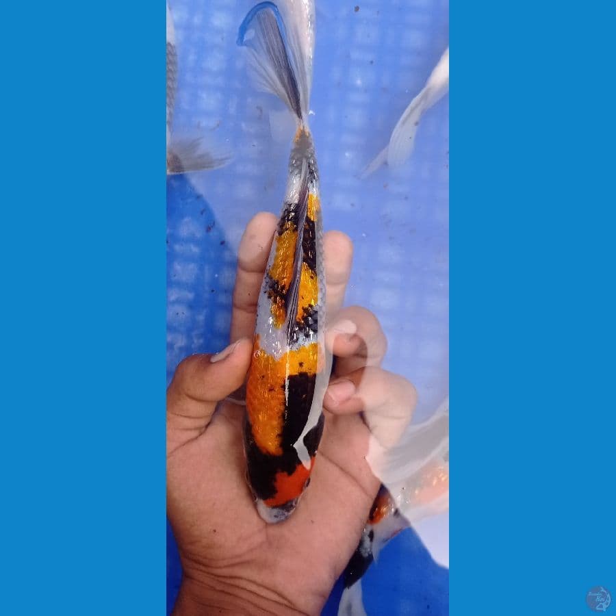 SHOWA GINDRIN-15 CM