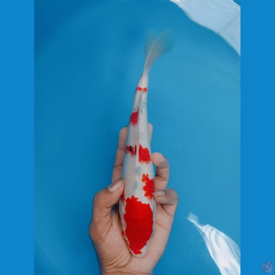 sanke tategoi
