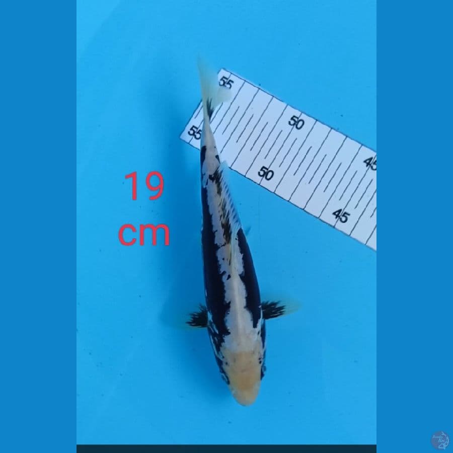 kumonryu 19 cm