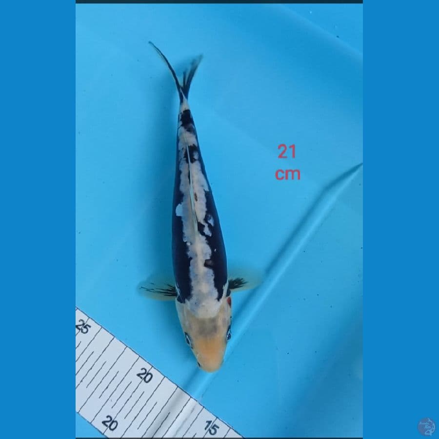 kumonryu 21 cm