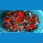 paket mix +-50 ekor
