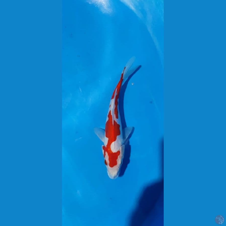 kohaku doitsu 19 cm. ori 