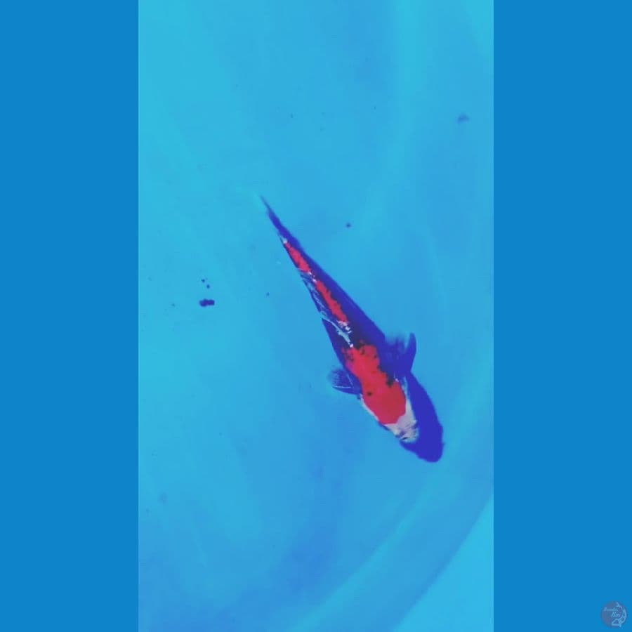 19 cm. beni kumonriyu
