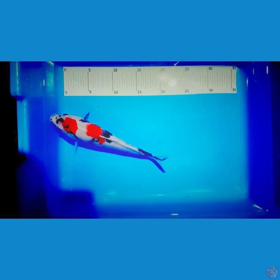 27 cm tc showa male
