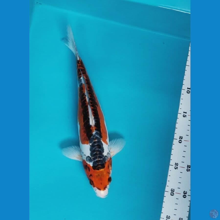 kujaku doit 31cm fm