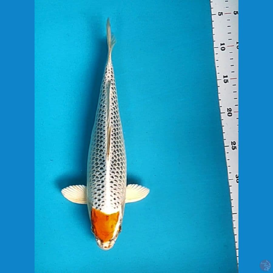tancho kujaku 31cm fm