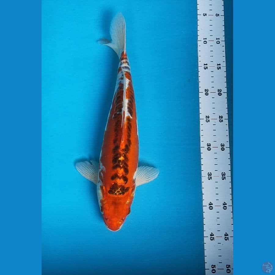 kujaku doit bulky 36cm