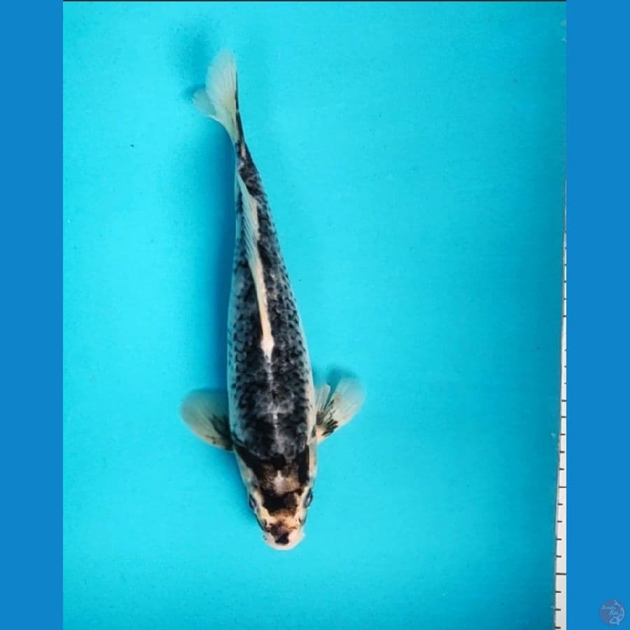 matsukawabake 27cm