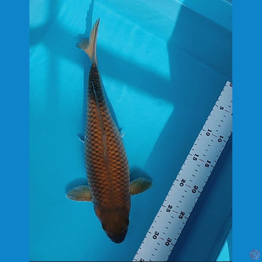 chagoi 35cm