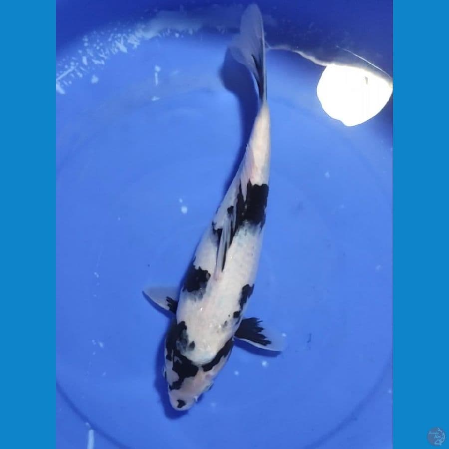 34cm