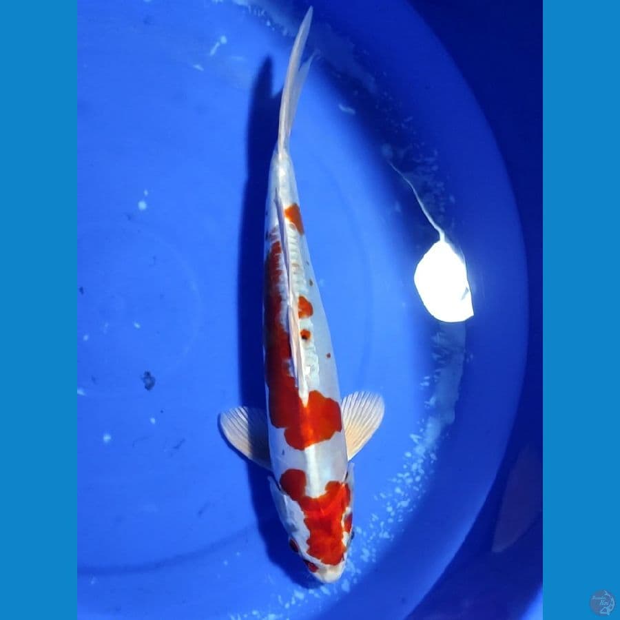 35cm