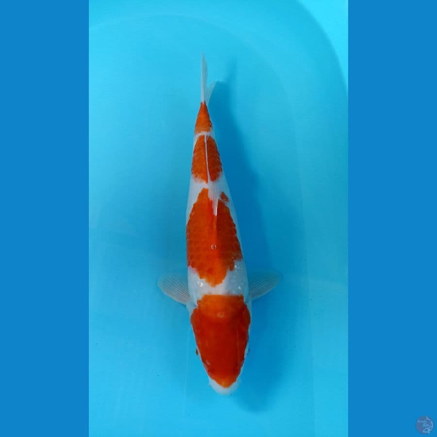kohaku 32cm