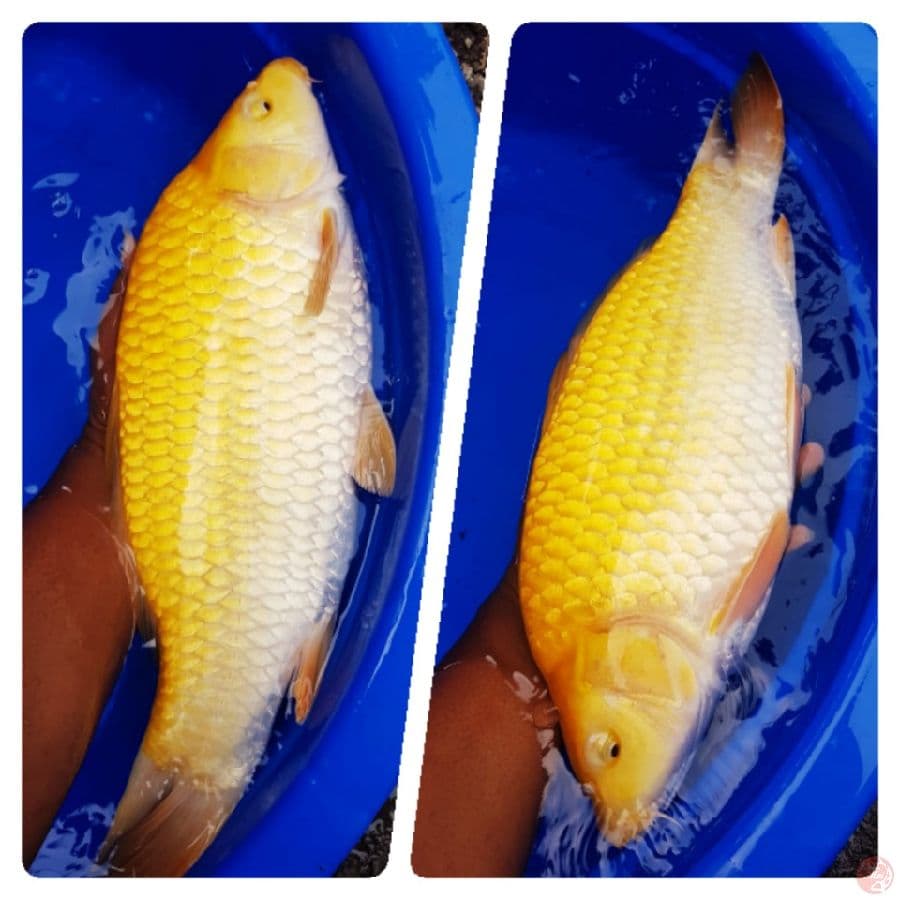 Kharasi punuk unta 45cm