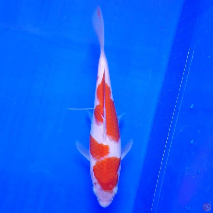Kohaku Ori 21cm