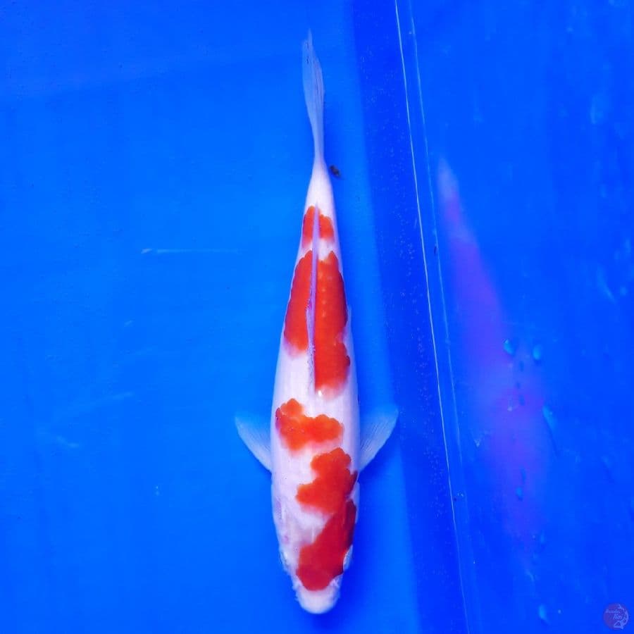 Kohaku Ori 21cm