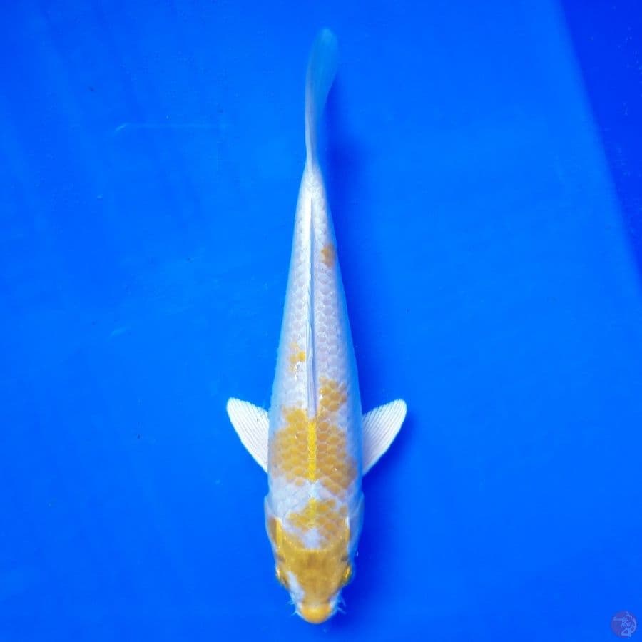 Hariwake 20cm