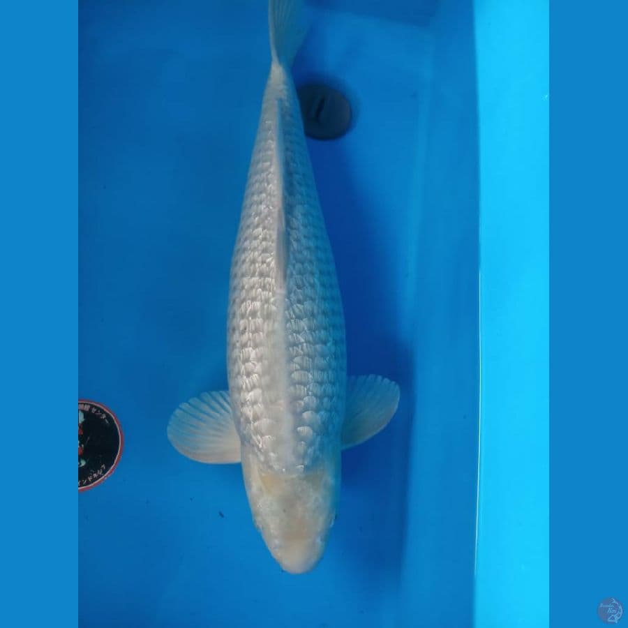 soragoi 60bu jantan munuk