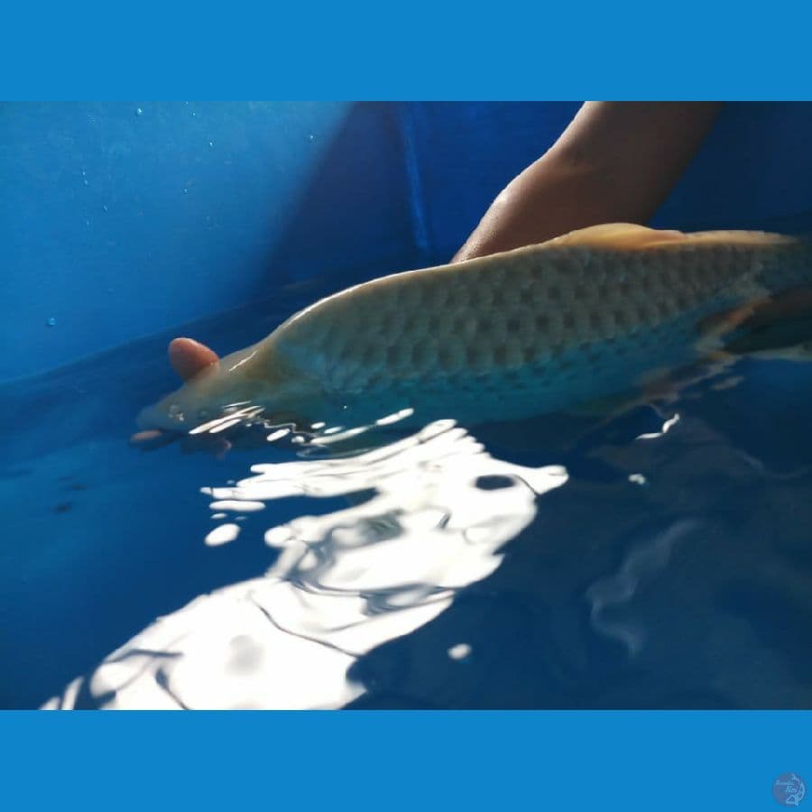soragoi 60bu jantan munuk