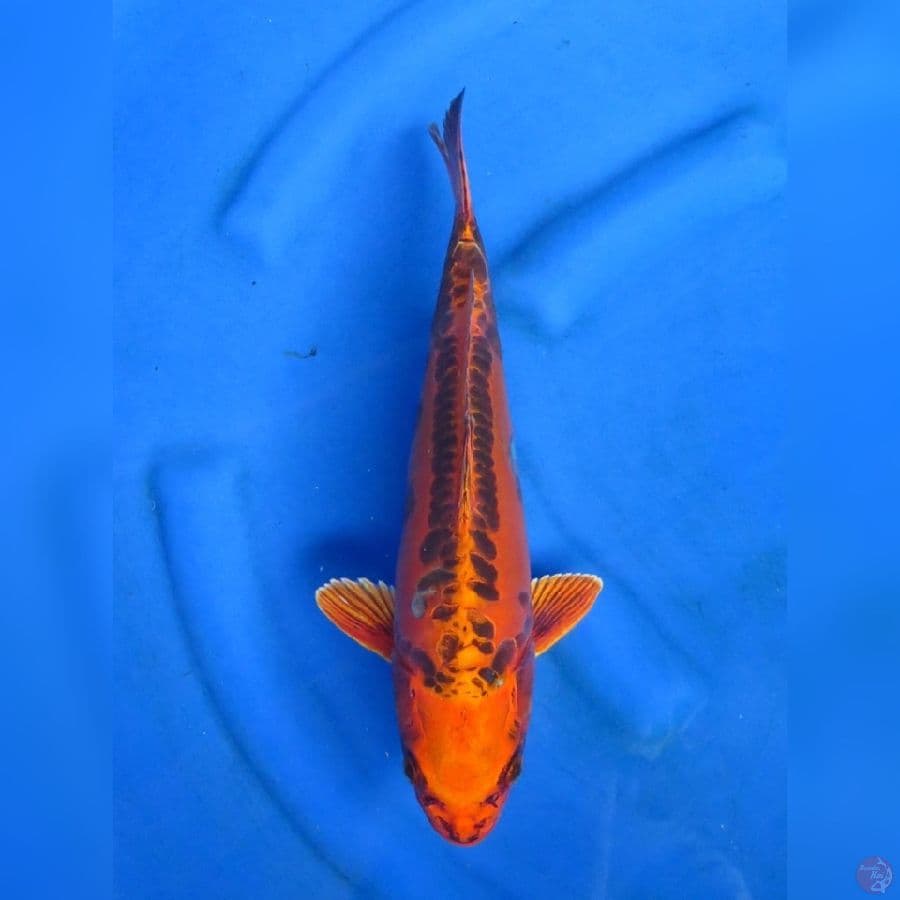 36cm - Mizuho Ogon