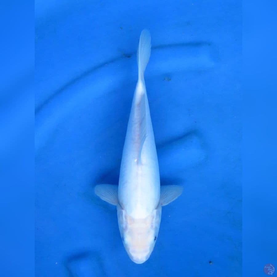 31cm - Shiromuji Doitsu mulus