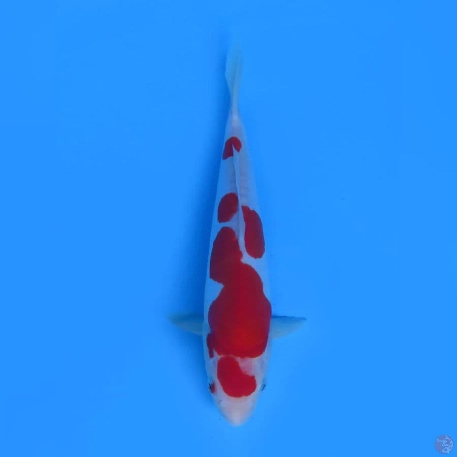 28cm - Doitsu Kohaku Murni