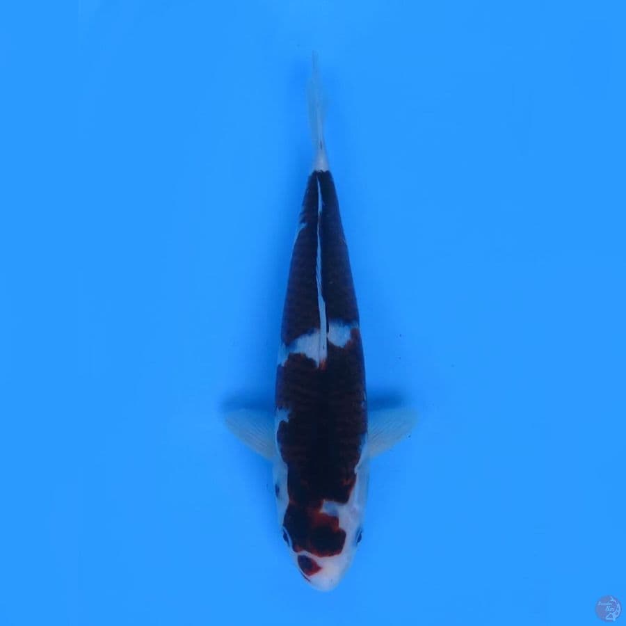 32cm - Budo Koromo