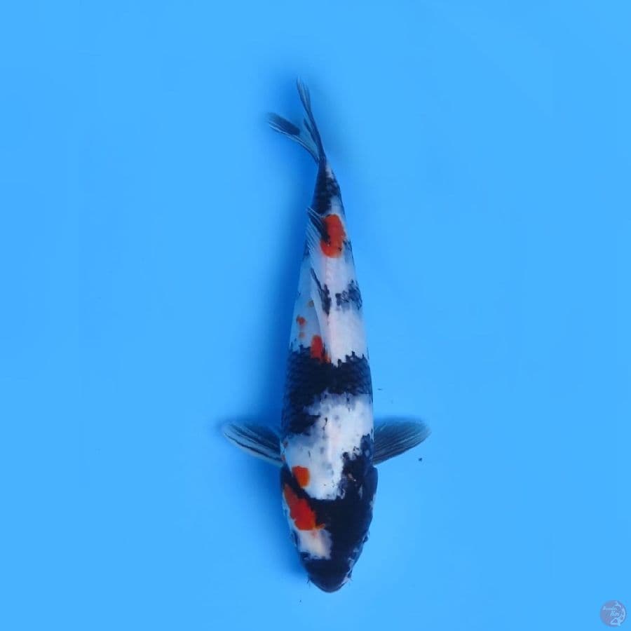 34cm - Kindai Showa 