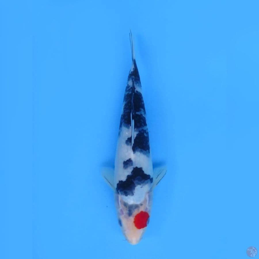 30cm - Tancho Sanke