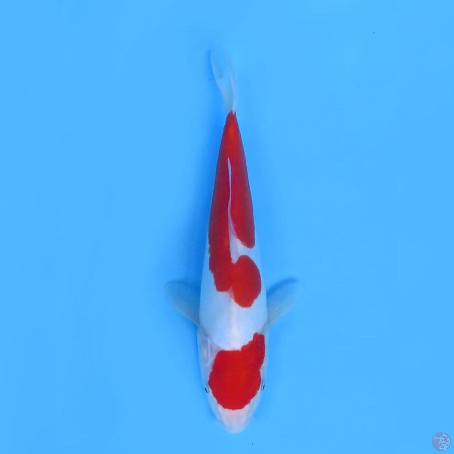 30cm - Doitsu Murni Kohaku