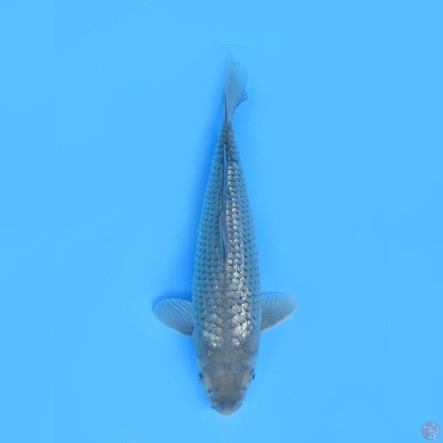 37cm - Male Soragoi Ginrin