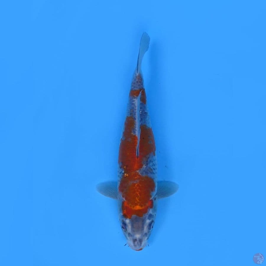 30cm - Kogane ochiba 