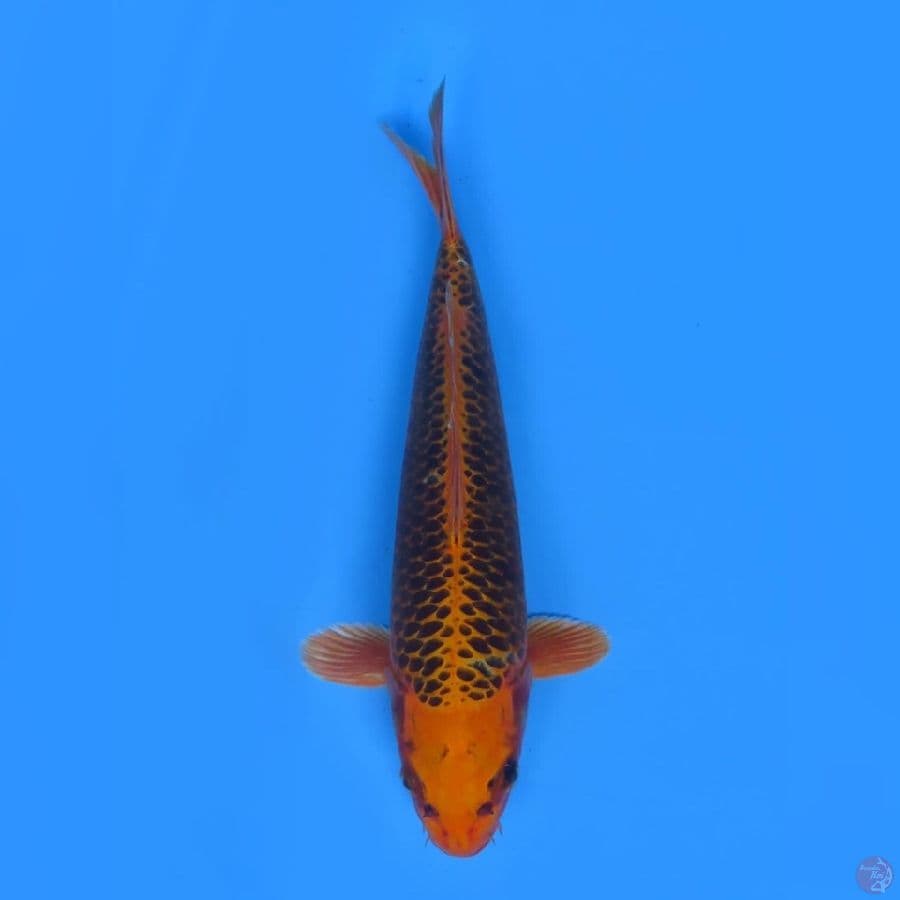 33cm - Kin Mastuba male