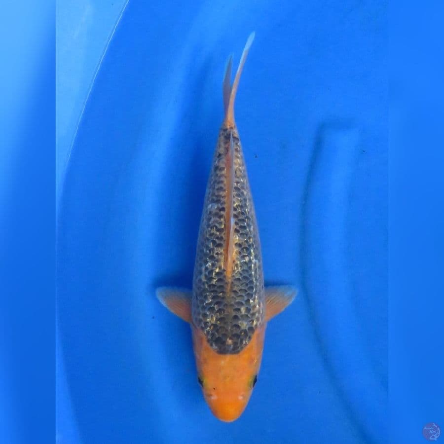 34cm - Matsuba Ginrin 