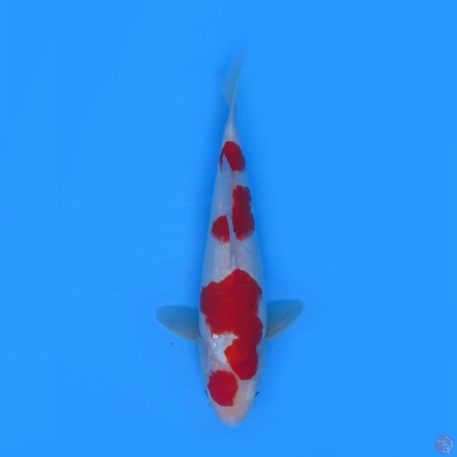 36cm - Kohaku Sandan