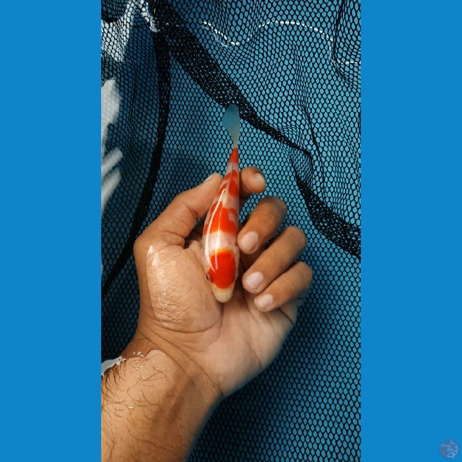 MARUTEN KOHAKU 13CM BAHAN KEEP