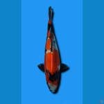SHOWA BODY TORPEDO PANGKAL EKOR TEBAL 37CM JANTAN