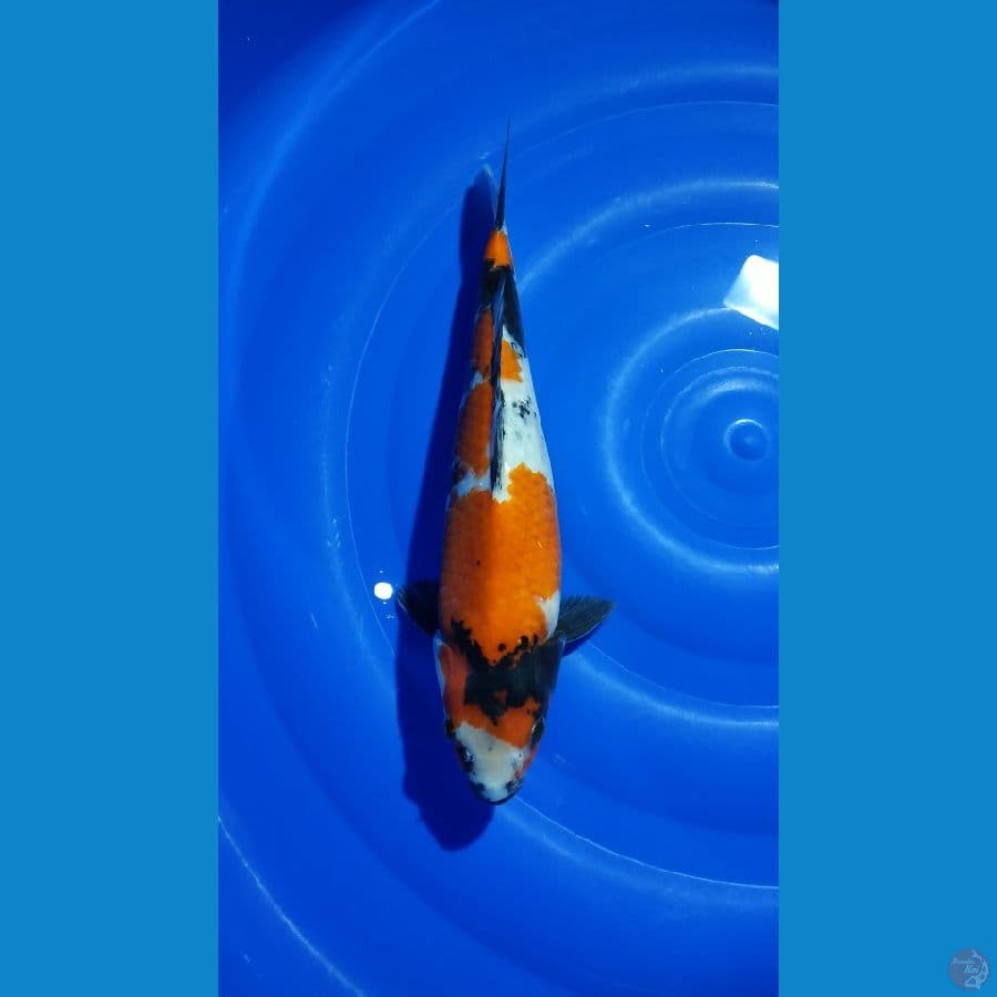 SHOWA BODY JOS 37CM JANTAN BERPUNUK 