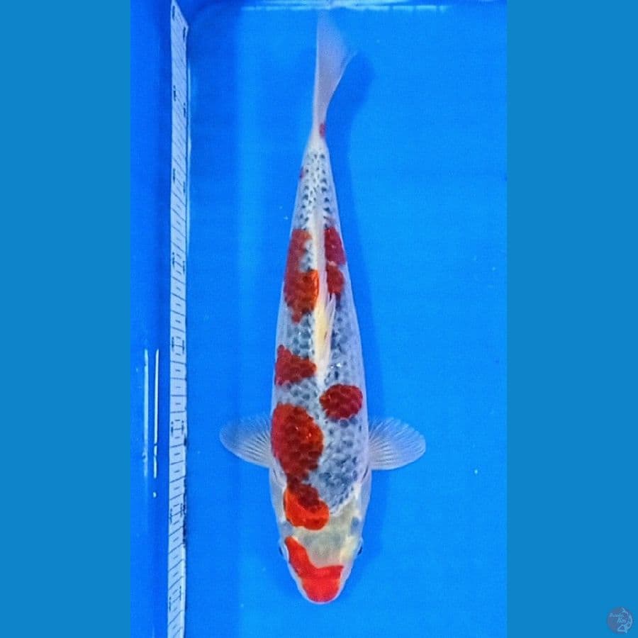 gisiki 35 cm fimale
