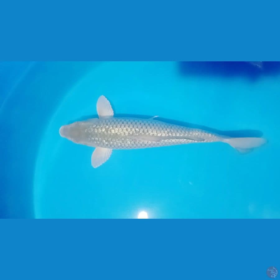 45 cm soragoi ginrin padat