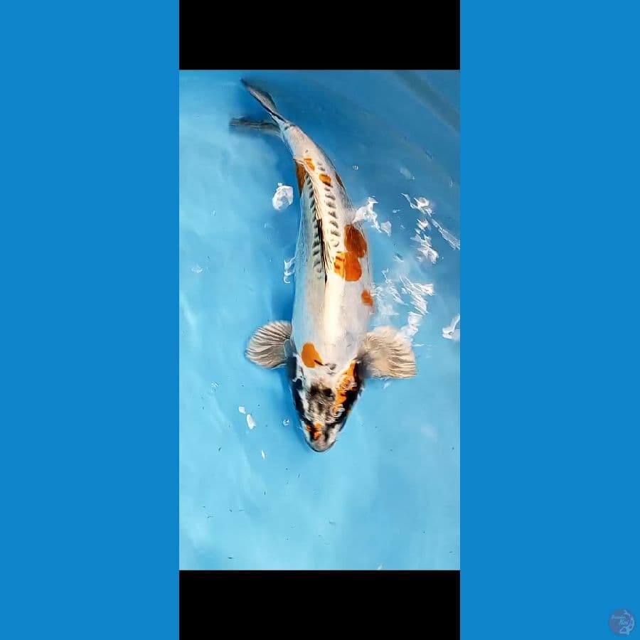 jumbo kikokuryu punuk 39 cm