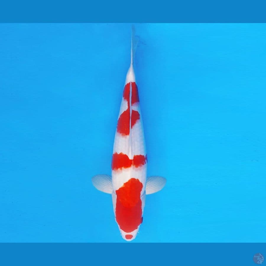 MAGURO 1 - KOHAKU 37 cm/fm ®