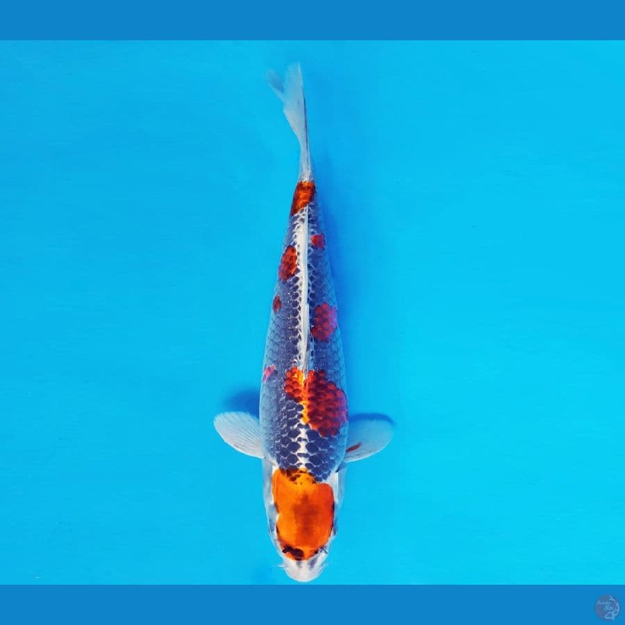 MAGURO 2 - BENI GINGA 33 cm/fm ®