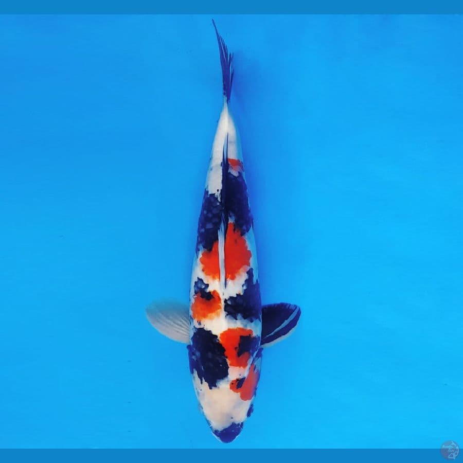 MAGURO 4 - KINDAI SHOWA 34 cm/male ®