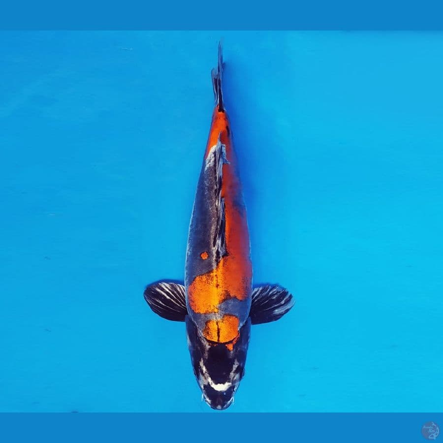 MAGURO 5 - BENI KIKOKURYU 34 cm/fm ®