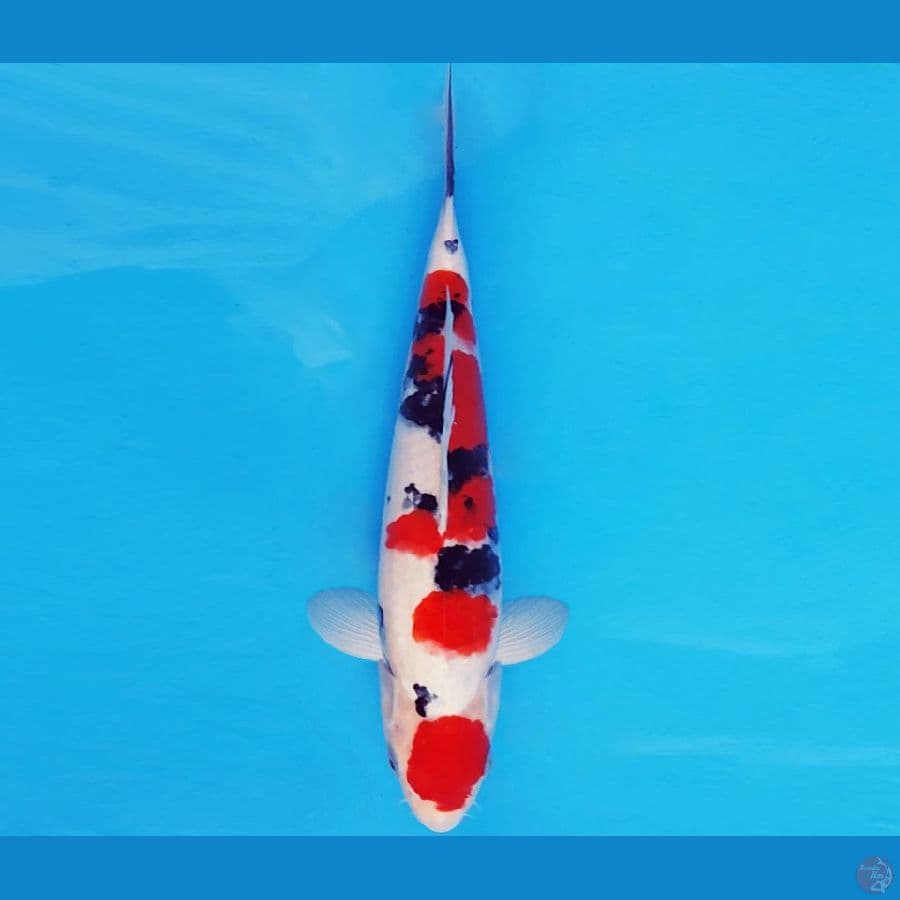 MAGURO 7 - SANKE 28 cm/male ®
