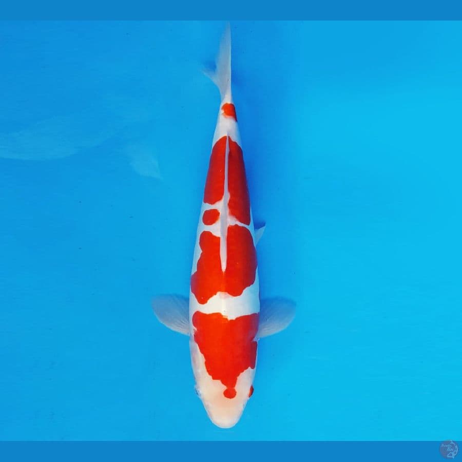 MAGURO 8 - KOHAKU DOITSU 34 cm/fm ®