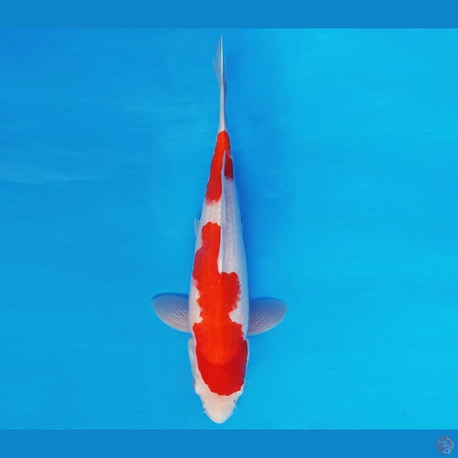 MAGURO 12 - KOHAKU 35 cm/fm ®