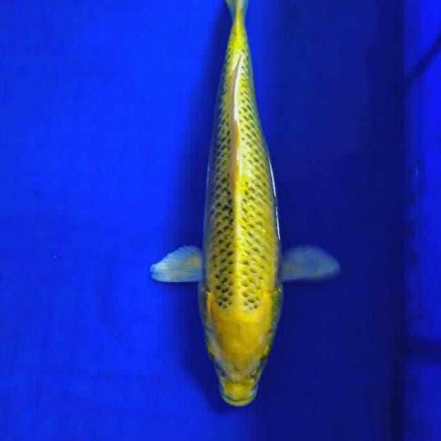 Kin matsuba