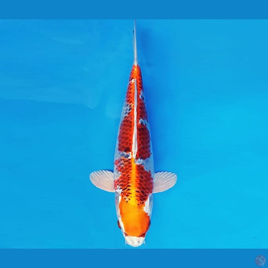 MAGURO 14 - KUJAKU 33 cm/fm ®